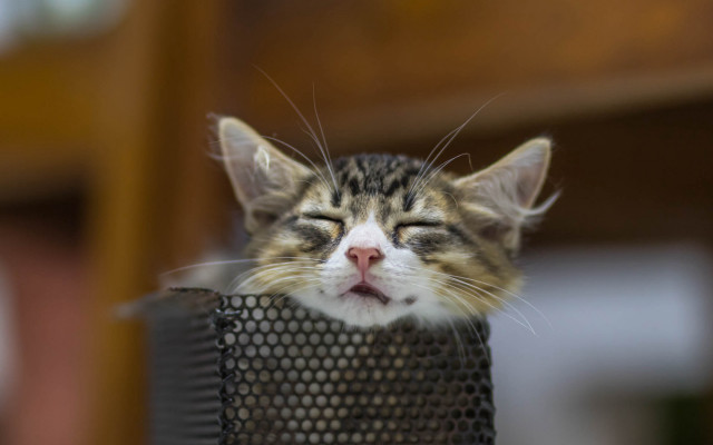 Cat sleeping mesh basket blurry free wallpaper - medium preview image