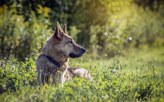 Dog field flowers forest sunlight free wallpaper - medium preview image