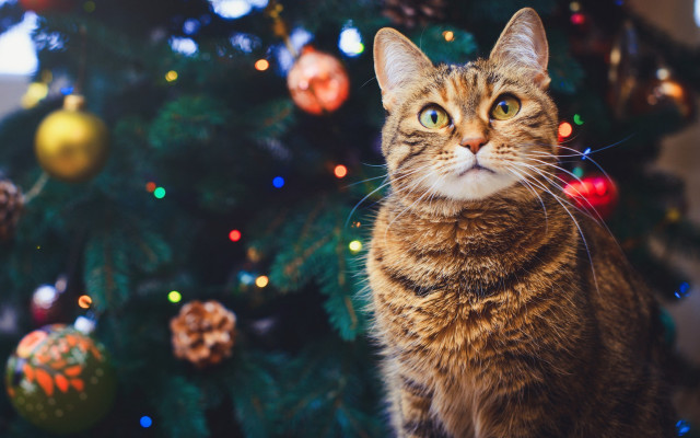 Cat christmas tree ornaments bokeh free wallpaper - medium preview image
