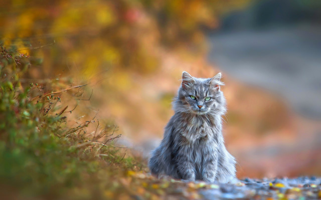 Cat road autumn blurry fire free wallpaper - medium preview image