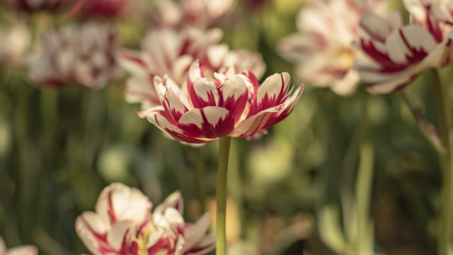 Flowers grass blurry bokeh red free wallpaper - medium preview image