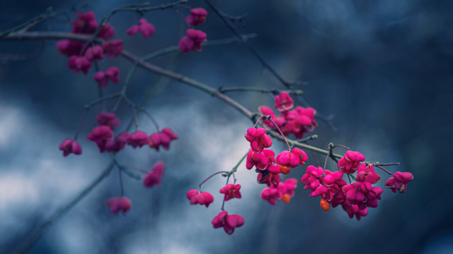 Branch pink flowers blue sky free wallpaper - medium preview image