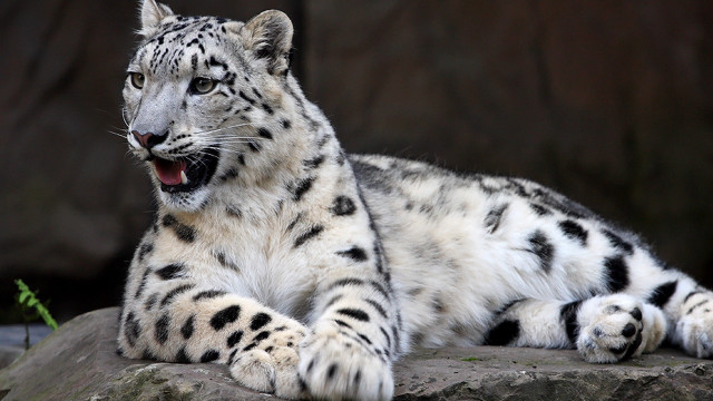 Snow leopard rock open mouth free wallpaper - medium preview image