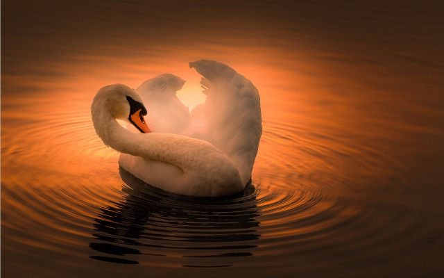 Swan water sunset reflection photorealistic free wallpaper - medium preview image