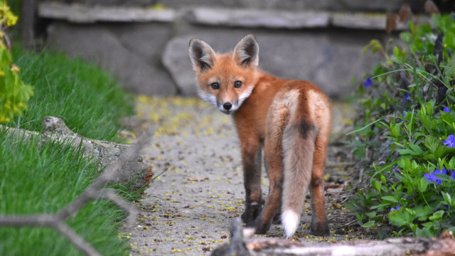 Fox garden flower path blurry free wallpaper - medium preview image