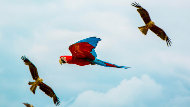 Red blue parrot flying birds free wallpaper - medium preview image