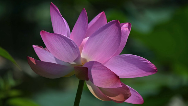 Pink flower green background sunlight free wallpaper - medium preview image