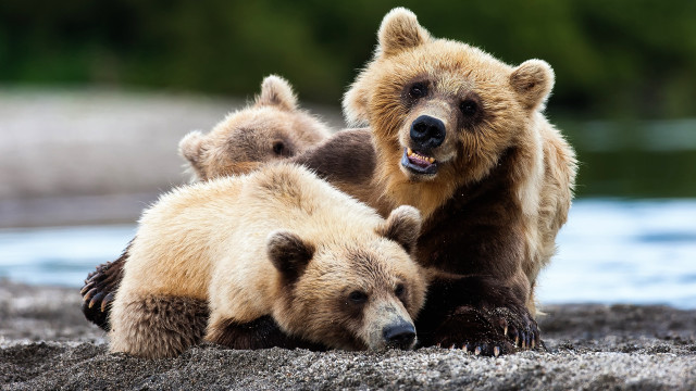 Three bears yawning looking camera free wallpaper - medium preview image