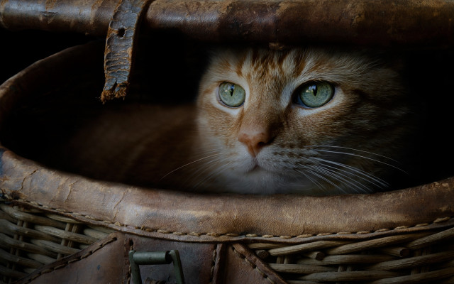 Cat basket leather handle eye free wallpaper - medium preview image