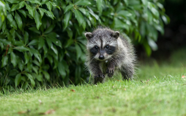 Raccoon grassy field bushes bird free wallpaper - medium preview image