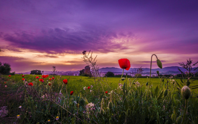 Flower field purple sky clouds free wallpaper - medium preview image