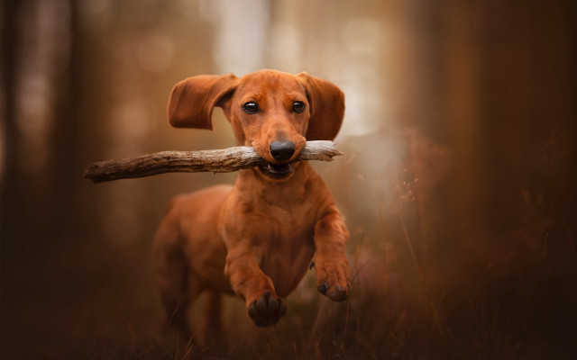 Dog carrying stick forest photorealistic free wallpaper - medium preview image