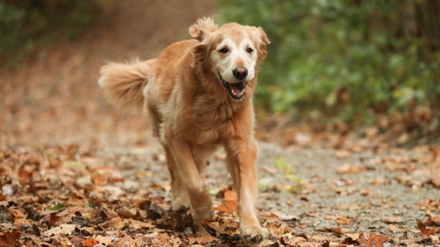 Dog autumn leaves forest motion free wallpaper - medium preview image