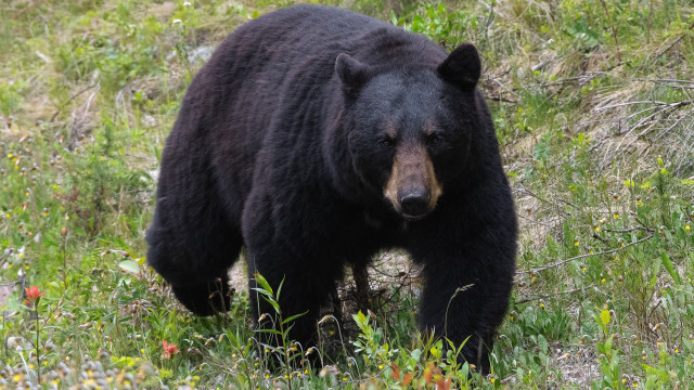 Black bear lush green field free wallpaper - medium preview image