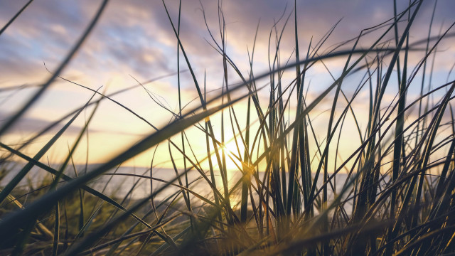 Sunset tallgrass field clouds orange free wallpaper - medium preview image