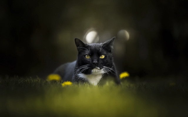 Black white cat yellow eyes #13 free wallpaper - medium preview image