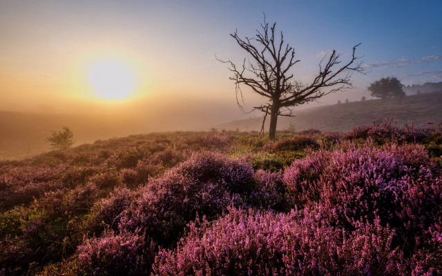 Foggy hilltop tree purple flowers free wallpaper - medium preview image