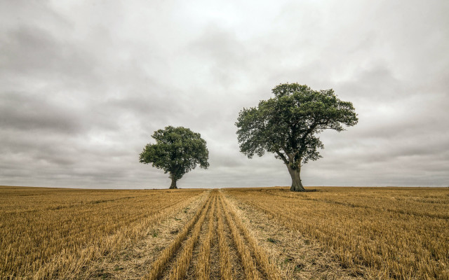 Two trees dirt road cloudy free wallpaper - medium preview image