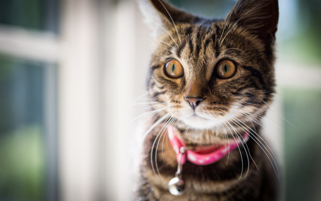 Cat pink collar serious look free wallpaper - medium preview image