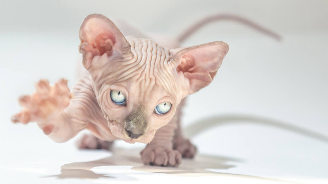 Sphinx cat blue eyes standing free wallpaper - medium preview image