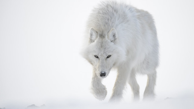 White wolf snow winter closed free wallpaper - medium preview image