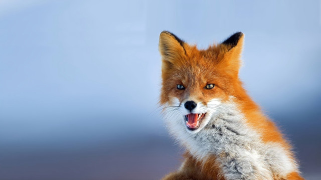 Red fox open mouth angry free wallpaper - medium preview image