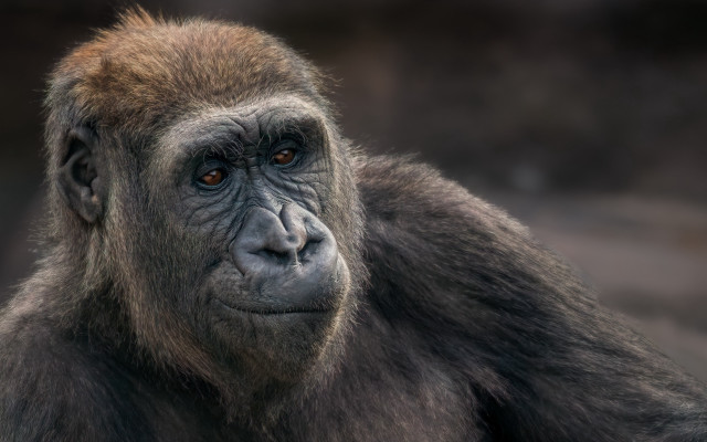 Gorilla portrait blurry background primitivism free wallpaper - medium preview image