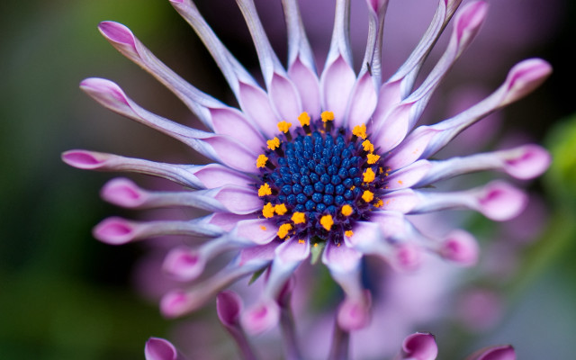 Purple flower closeup macro bokeh free wallpaper - medium preview image
