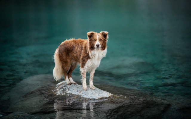 Dog rock river reflection beach free wallpaper - medium preview image