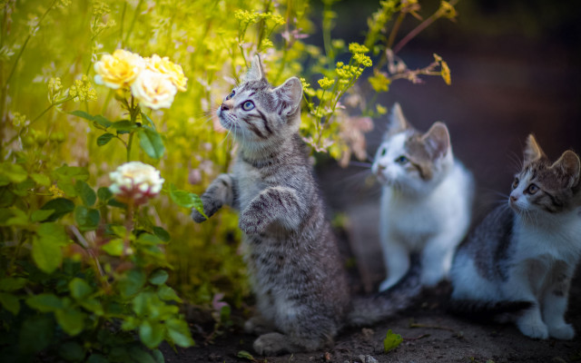 Kittens garden flowers blue eyes free wallpaper - medium preview image