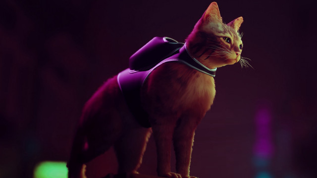 Purple cat vest table dark free wallpaper - medium preview image