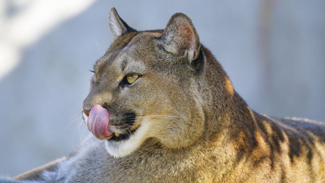 Mountain lion closeup tongue out free wallpaper - medium preview image