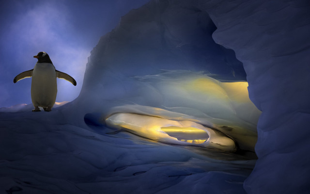 Penguin cave light background penguin free wallpaper - medium preview image