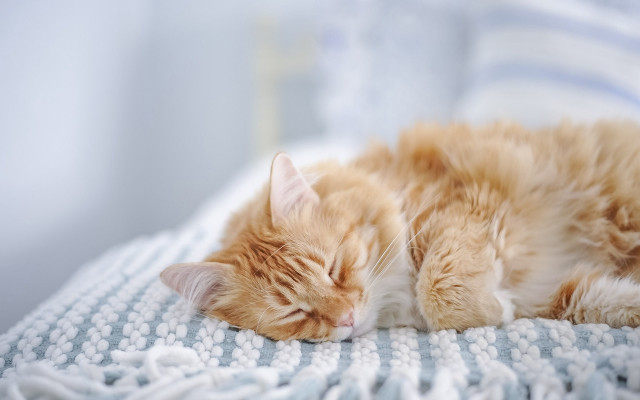 Sleeping cat on blanket rococo free wallpaper - medium preview image