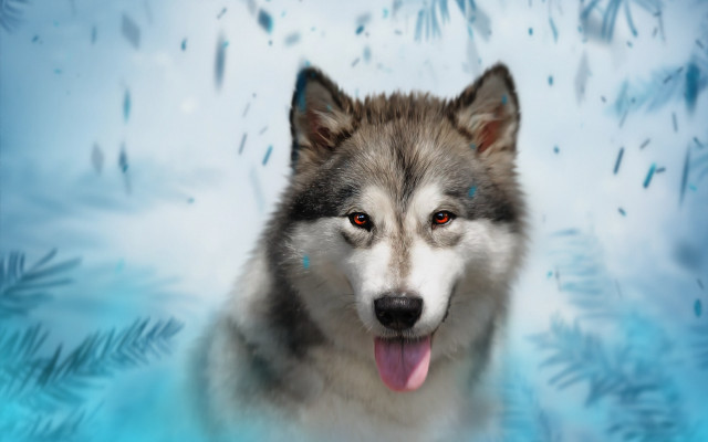Husky blue eyes snow fish free wallpaper - medium preview image