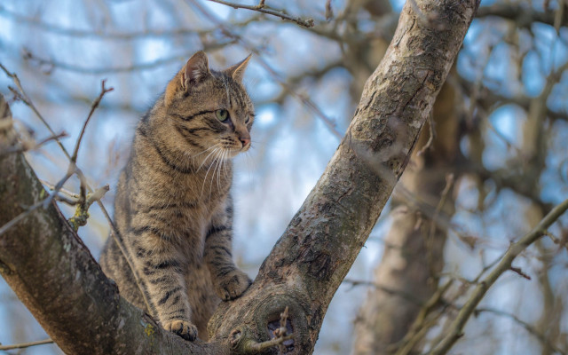 Cat branch cherry blossoms winter #2 free wallpaper for desktop - medium preview image