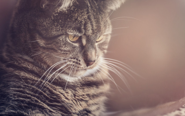Cat blanket distant gaze blurry free wallpaper - medium preview image
