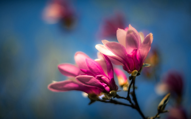 Pink flower blue background macro #5 free wallpaper - medium preview image