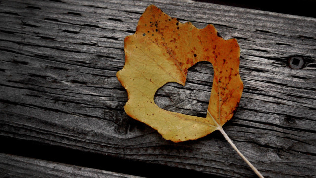 Leaf wooden surface hole center free wallpaper - medium preview image