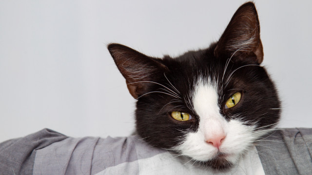 Black cat yellow eyes white #3 free wallpaper - medium preview image