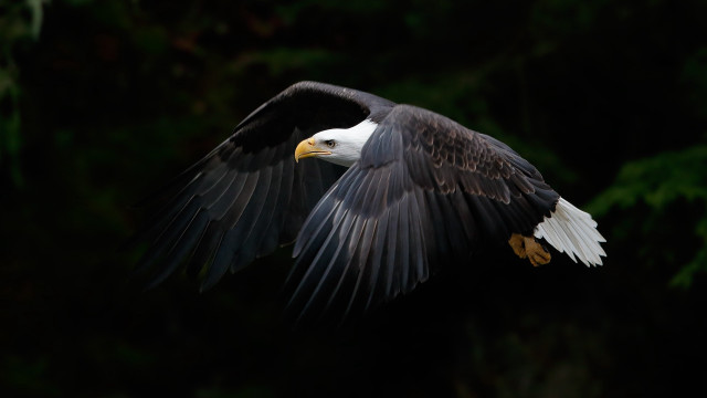 Bald eagle flying wings spread free wallpaper - medium preview image