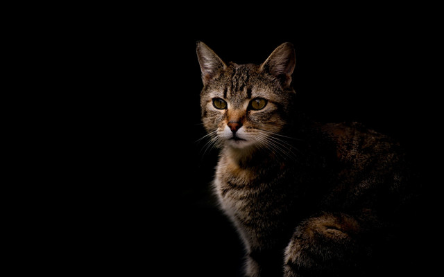 Sad cat chiaroscuro yellow eyes free wallpaper - medium preview image