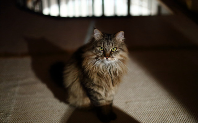 Cat sitting sunlight shadow window free wallpaper - medium preview image