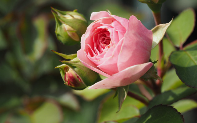 Pink rose garden bokeh macro free wallpaper - medium preview image