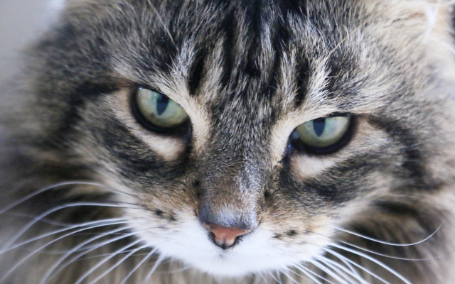 Cat closeup green eyes macro free wallpaper - medium preview image