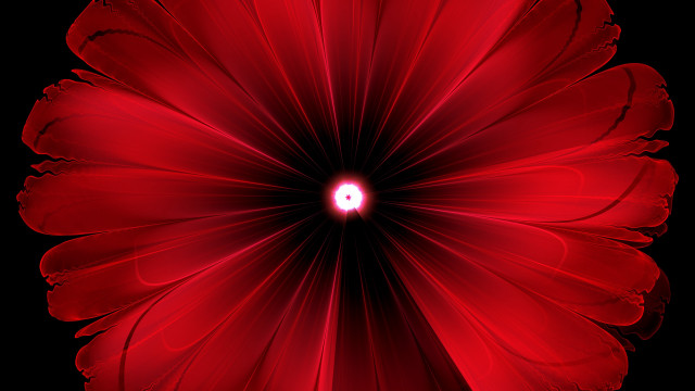 Red spiderlily white center black free wallpaper - medium preview image