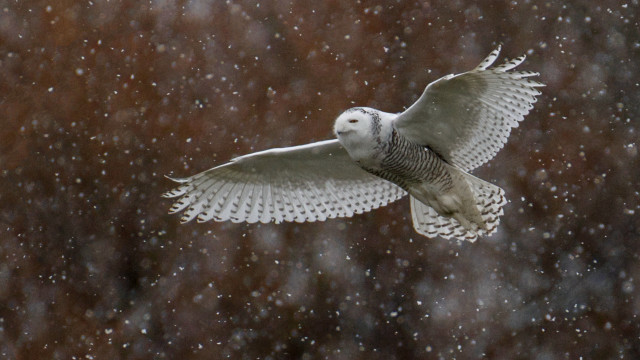 Snowy owl flying snow brown free wallpaper - medium preview image