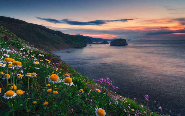 Sunset ocean wildflowers cliffs pink free wallpaper - medium preview image