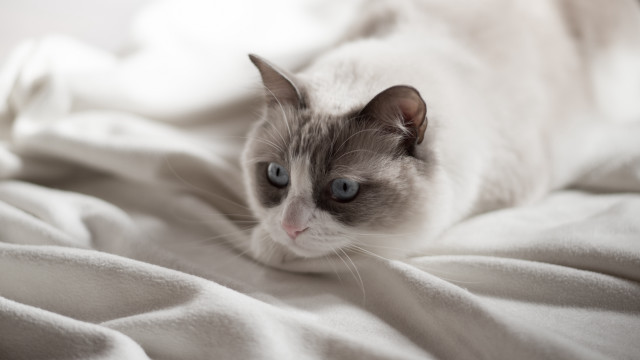 Cat laying bed white blanket free wallpaper - medium preview image