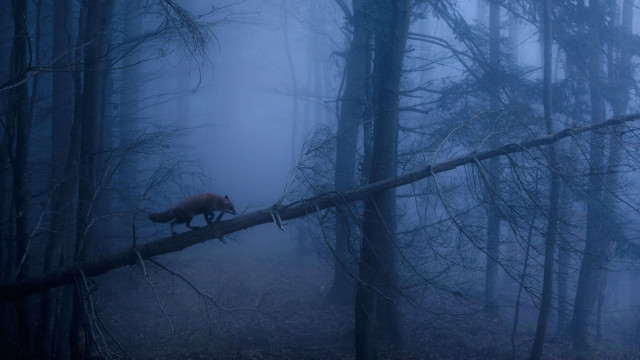 Bear fallen tree forest foggy free wallpaper - medium preview image